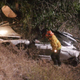Illustration for article titled McLaren Driver Rescued By Helicopter After Car Flies Off Mulholland Drive